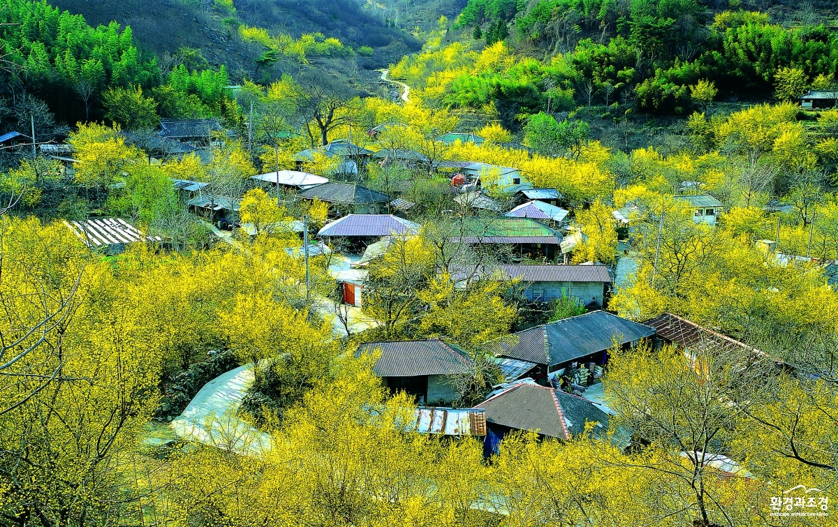 사진1. 구례산수유마을.jpg