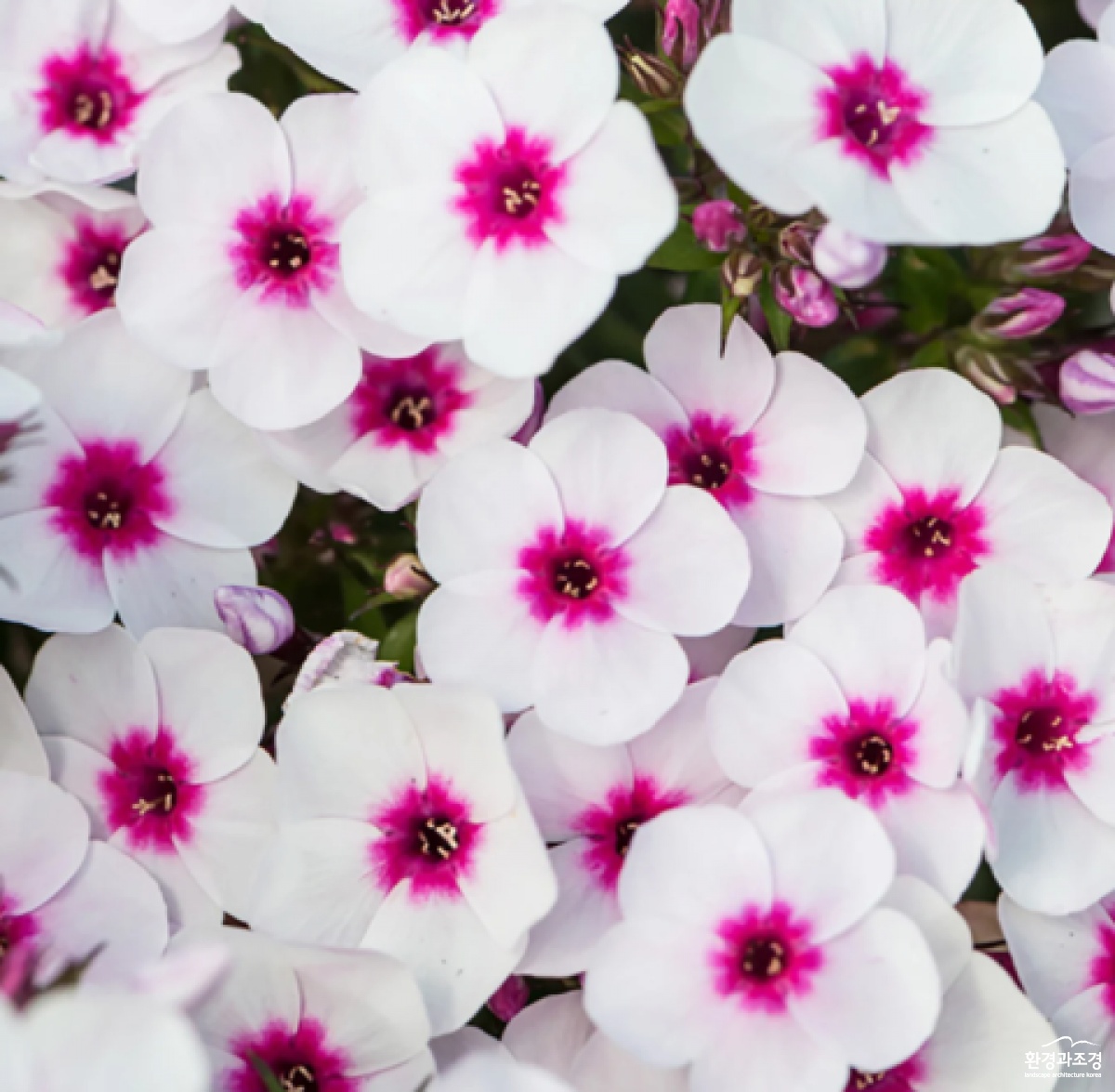 Phlox Early Blush Pop.png
