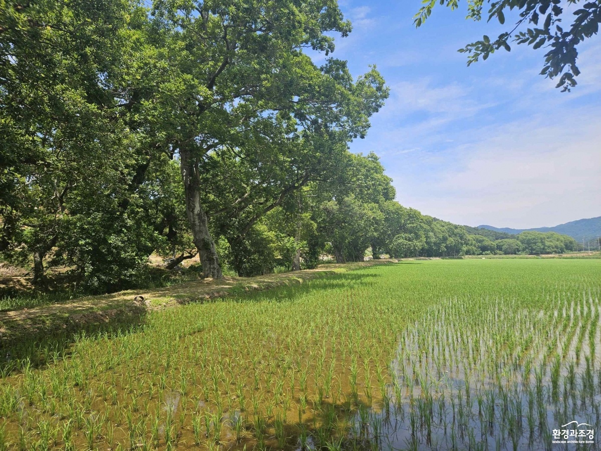 고창 삼태마을숲 동쪽 전경.jpg