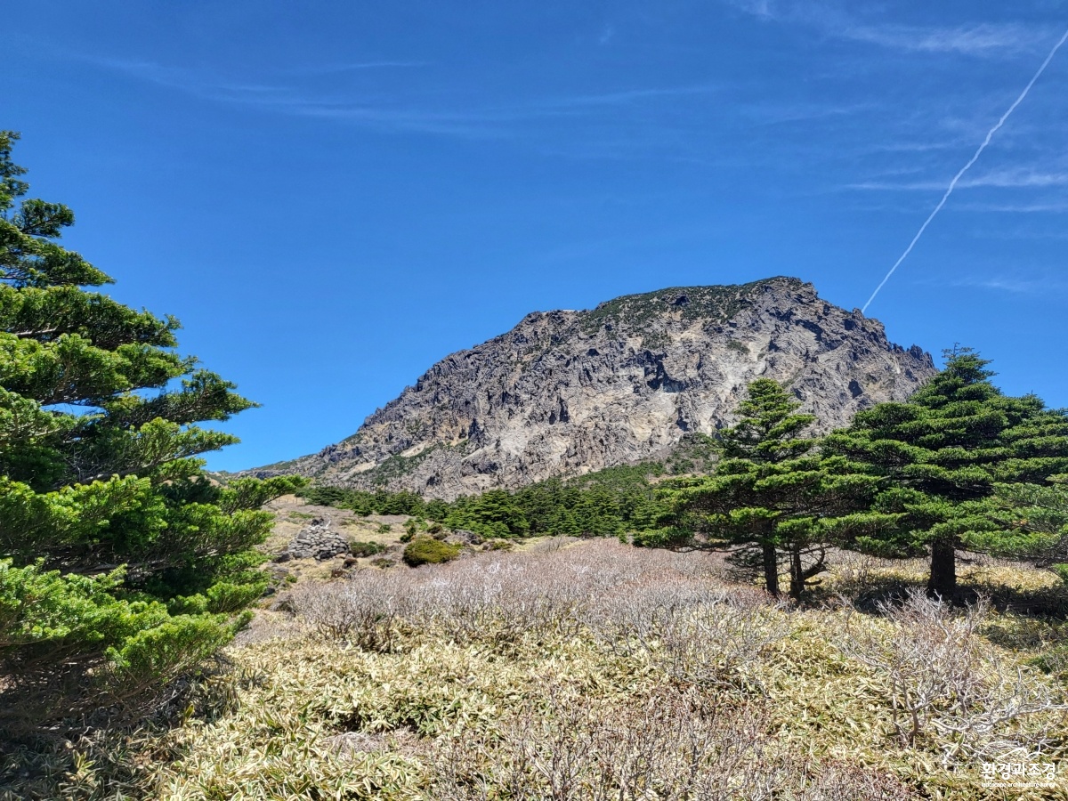한라산구상나무.jpg