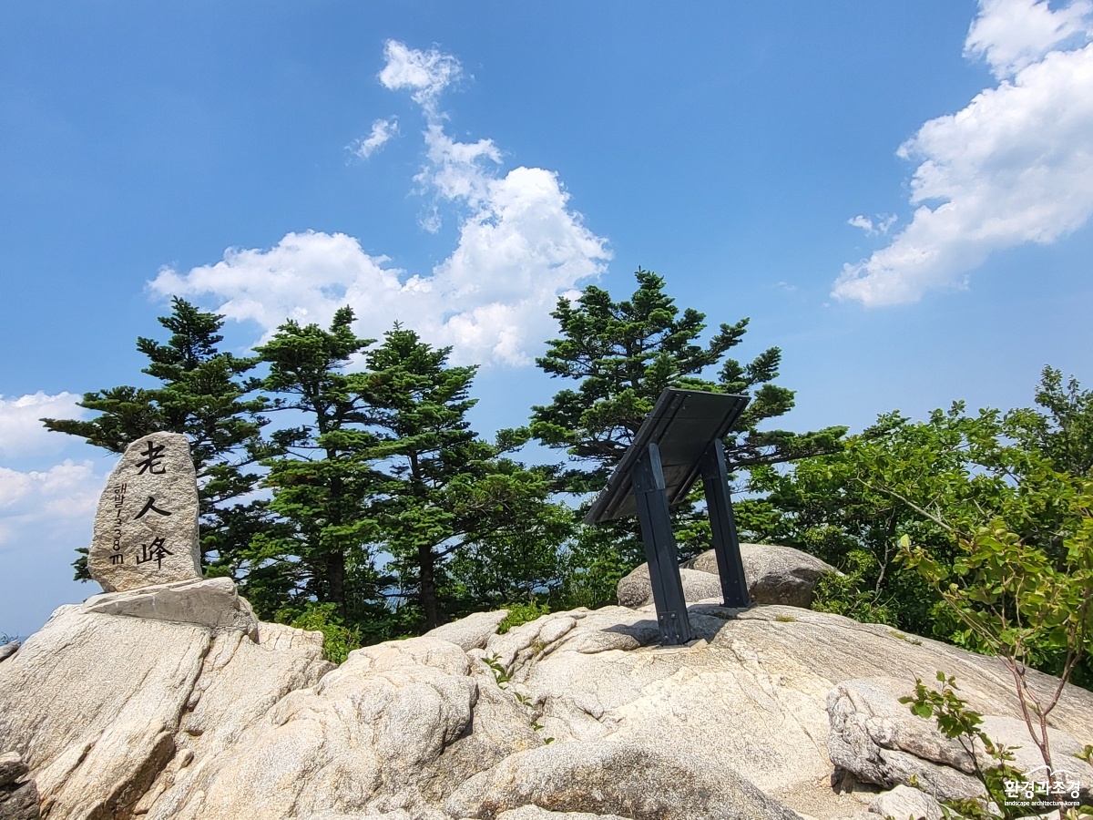 오대산분비나무.jpg