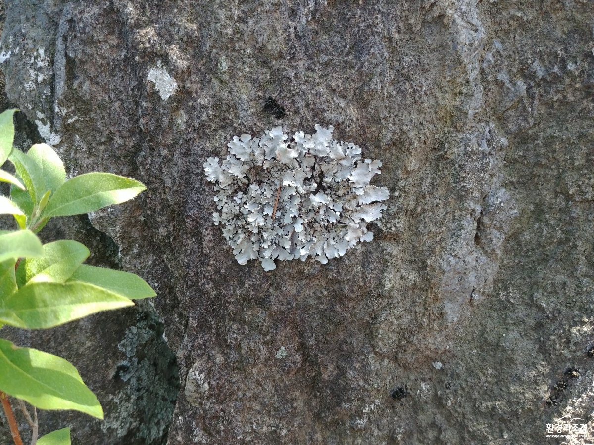 3_1말린눈썹지의.jpg