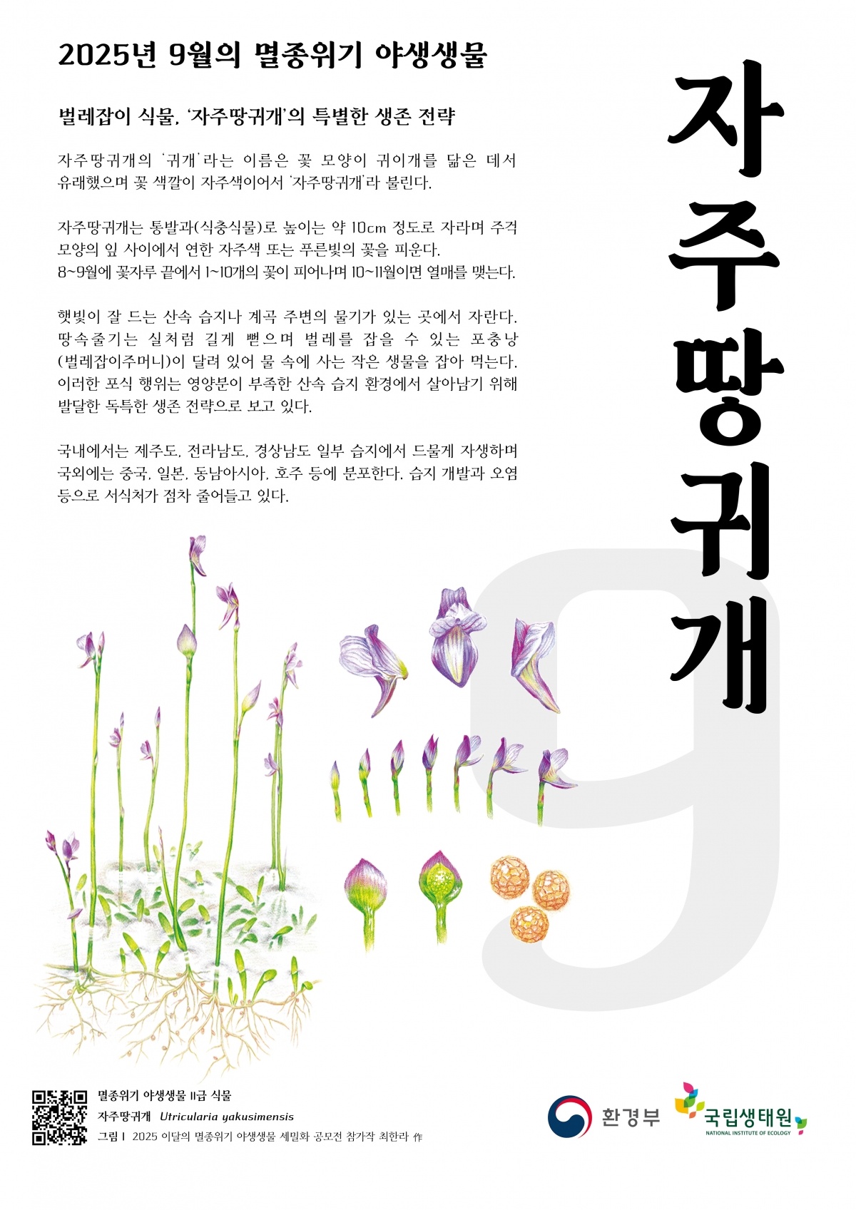 자주땅귀개00001.jpg