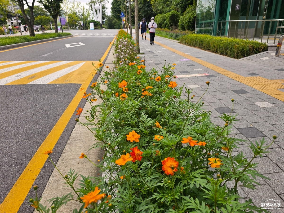 가을꽃(2).jpg