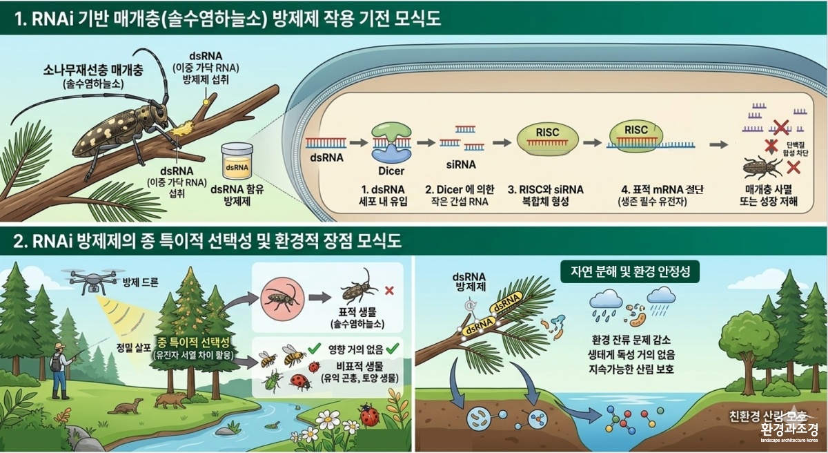 RNAi 모식도.jpg