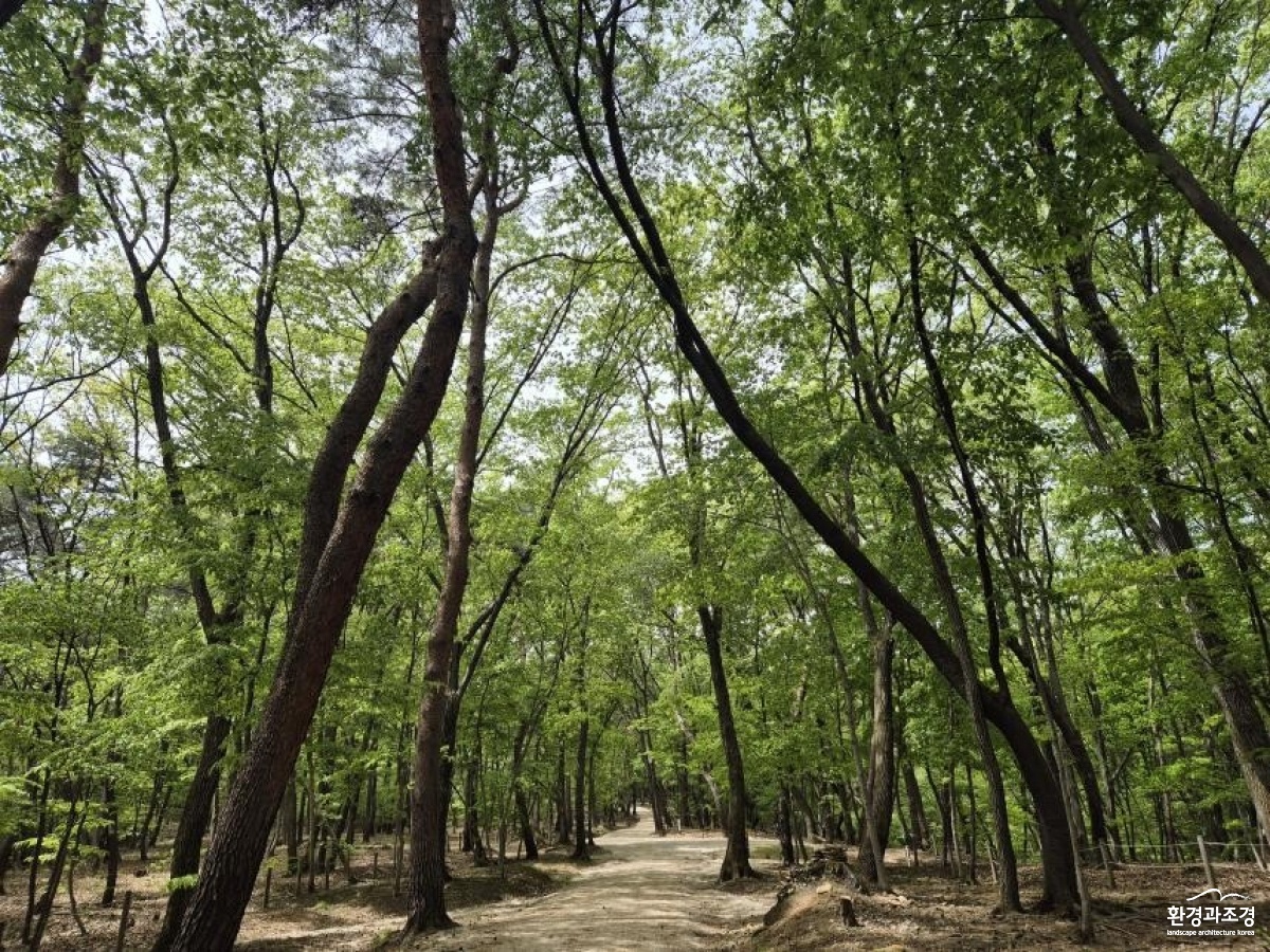 구리 동구릉 숲길.jpg