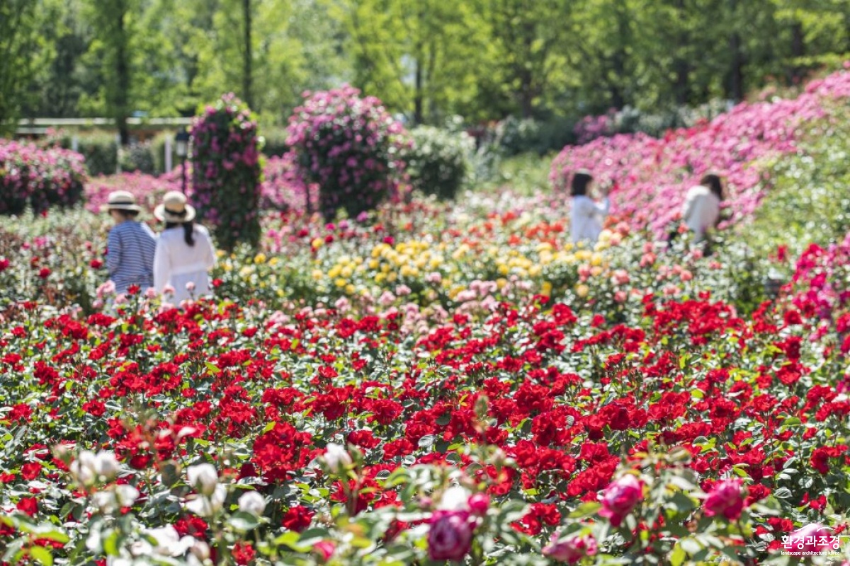 5_everland_rose-festival-1024x683.jpg