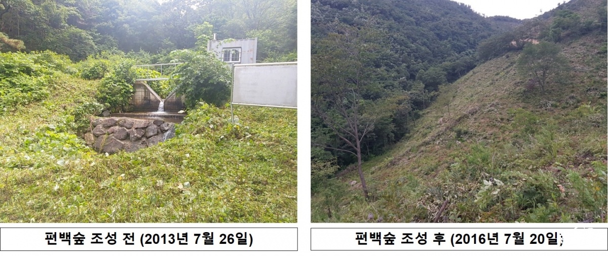 편백숲 조성 전후 현장사진.jpg