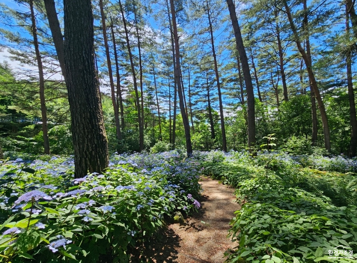 1. 비밀의화원 산수국.jpg
