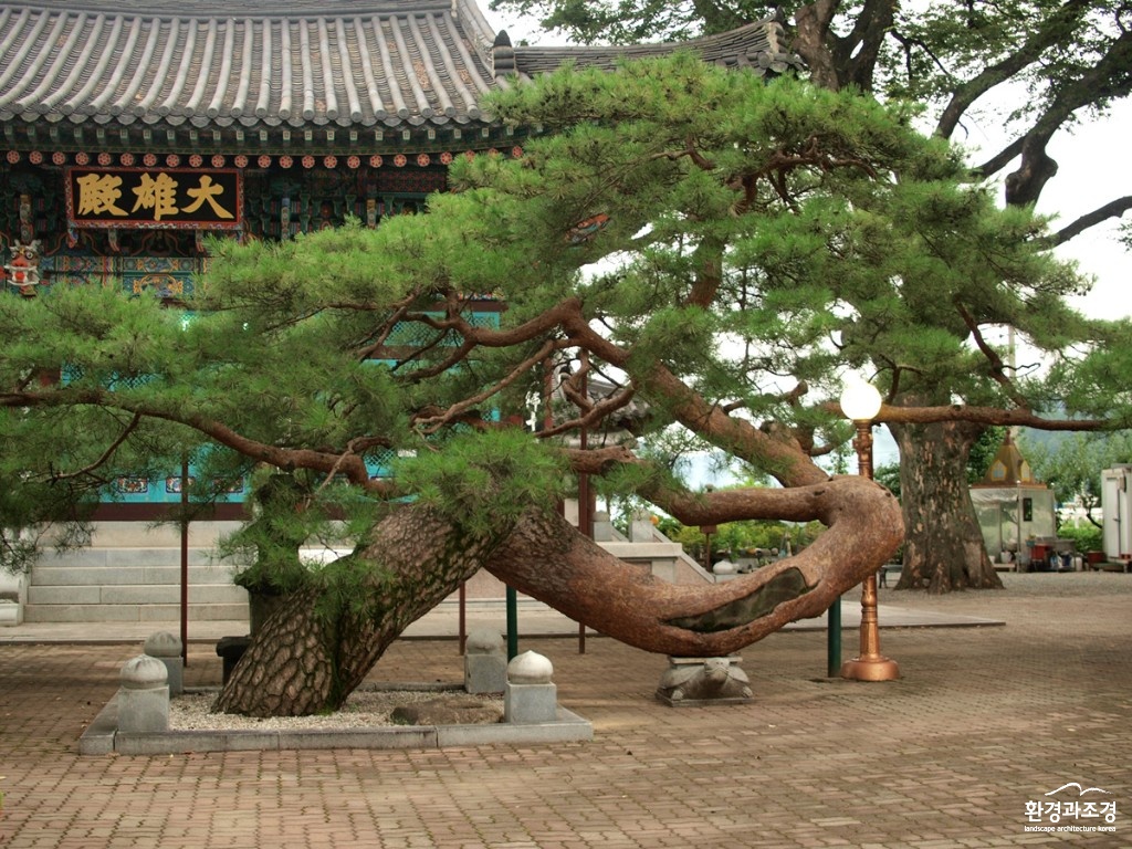 충북 충주 단원동 소나무.jpg