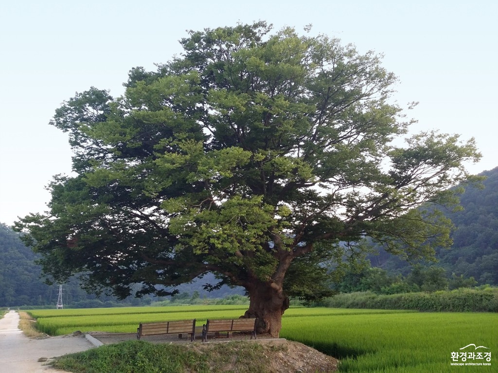 충북 보은 원정리 느티나무.jpg