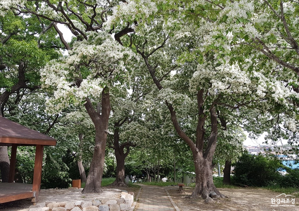 꽃핀 이팝나무(5월) 보도.jpg