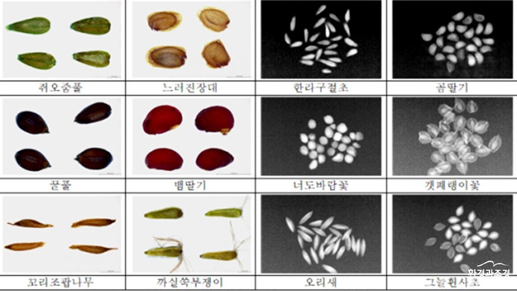 자생식물 종자 형태(왼쪽)와 엑스레이(오른쪽) 사진 보도.jpg