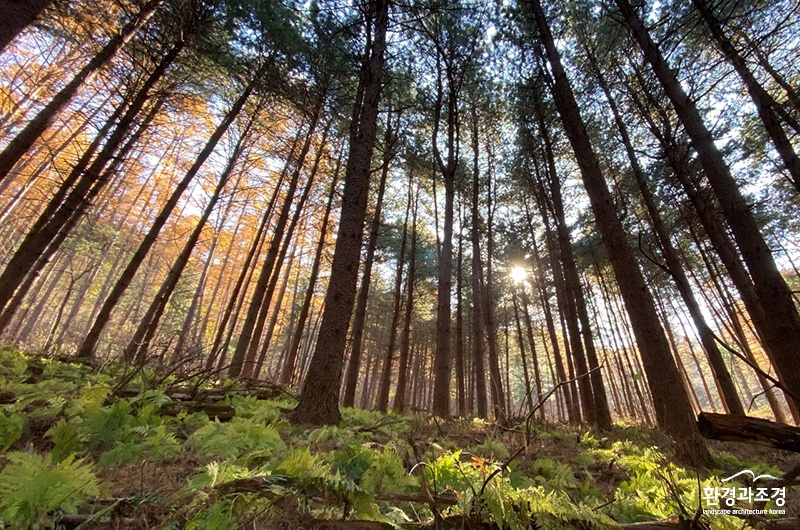 (사진1)산음자연휴양림 치유의 숲 가을전경입니다 (1).jpg