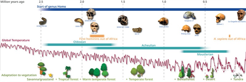 호미닌의 진화와 다양한 식생 유형에 대한 적응의 연대표. 새로운 Science 연구에 따르면, 적응은 우리 속 Homo 의 지리적 확장에 중요한 역할을 했습니다 . (이미지 출처 Elke Zeller..jpg