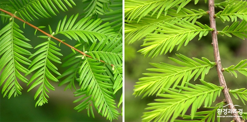 왼쪽-메타세쿼이아 오른쪽-낙우송 잎비교.jpg